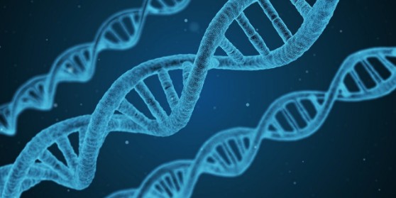 ADN Autonomos